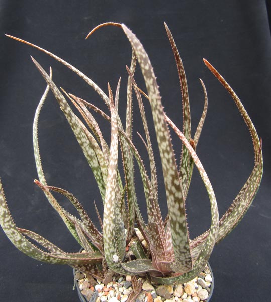 Aloe bellatula
